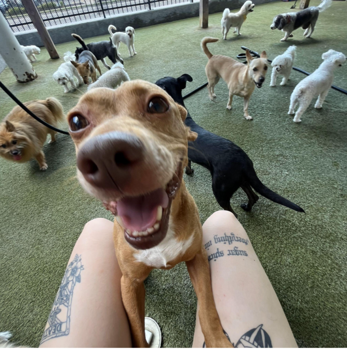 Houston's Best Doggy Daycare: Why Pet Owners Trust The Dog House Pet Salon